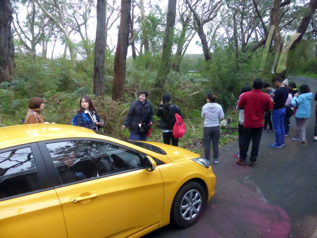 Car with tourists and a koala at the Otway Lighthouse Road, viewed from our tour bus