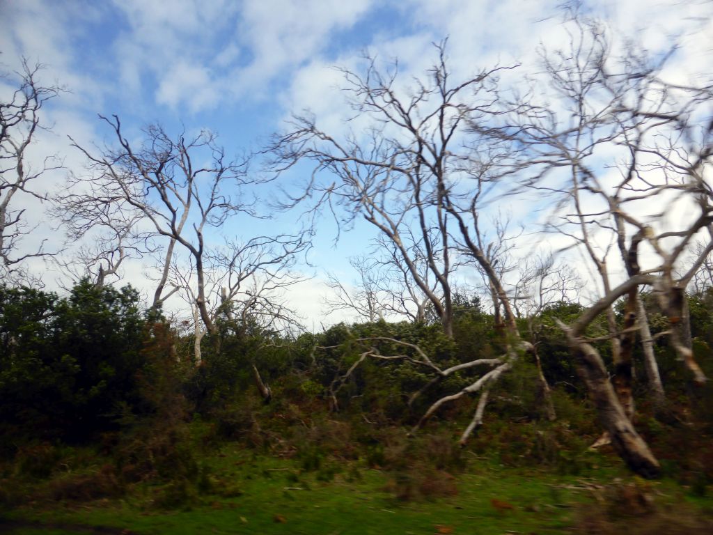 Dead Eucalyptus trees at the Otway Lighthouse Road, viewed from our tour bus