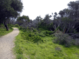 Path with trees at the west side of the Cape Otway Lighthouse site