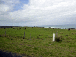 Grassland with cows, viewed from our tour bus at the Otway Lighthouse Road