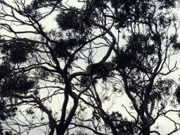 Koala in a tree at the Otway Lighthouse Road, viewed from our tour bus