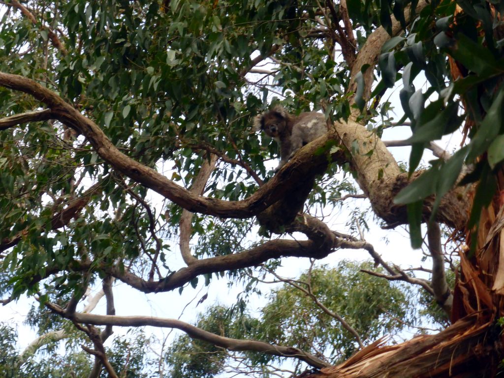 Koala in a tree at the Otway Lighthouse Road, viewed from our tour bus