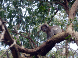 Koala in a tree at the Otway Lighthouse Road, viewed from our tour bus