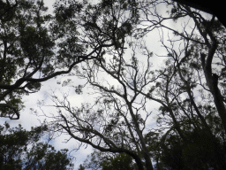 Tree with a koala at the Otway Lighthouse Road, viewed from our tour bus