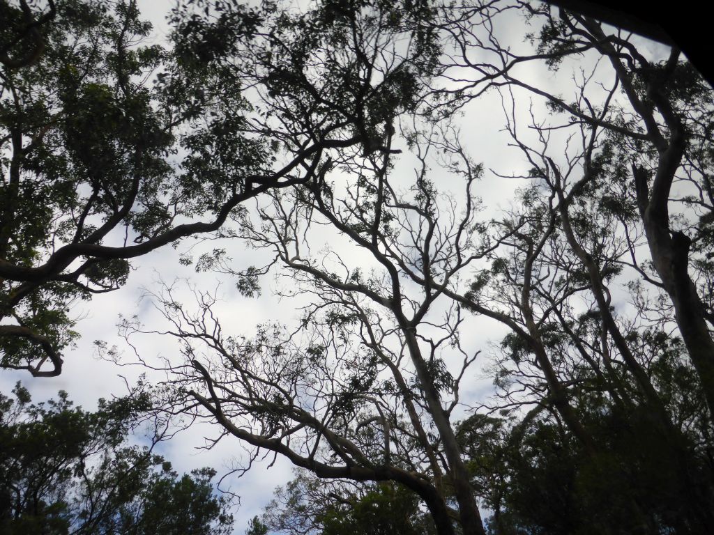 Tree with a koala at the Otway Lighthouse Road, viewed from our tour bus