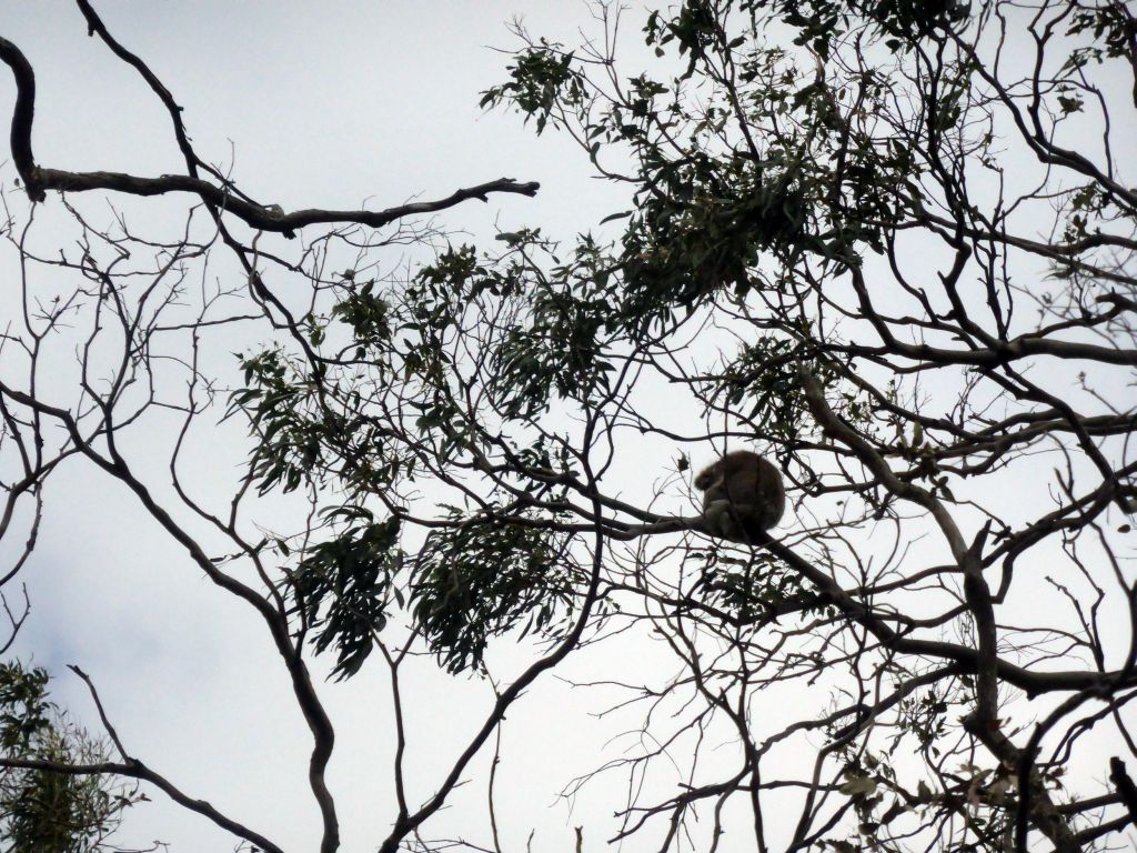 Koala in a tree at the Otway Lighthouse Road, viewed from our tour bus