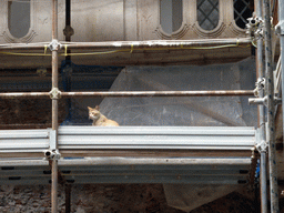 Cat on a scaffold at the entrance to the Museo Civico Belliniano museum at the Piazza San Francesco d`Assisi square