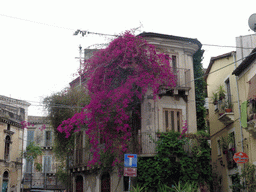 House covered with plants at the crossing of the Via Auteri street and the Vicolo della Lanterna street