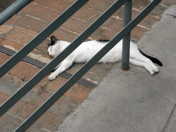 Cat at the Roman Amphitheatre at the Piazza Stesicoro square