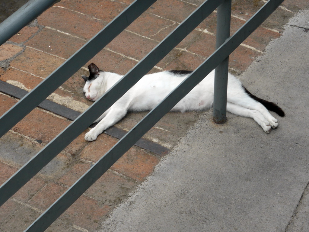 Cat at the Roman Amphitheatre at the Piazza Stesicoro square