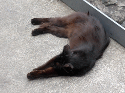 Cat at the Roman Amphitheatre at the Piazza Stesicoro square