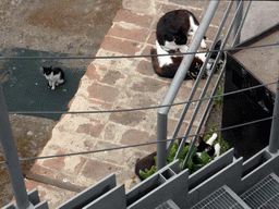 Cats at the Roman Amphitheatre at the Piazza Stesicoro square