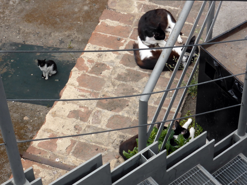 Cats at the Roman Amphitheatre at the Piazza Stesicoro square