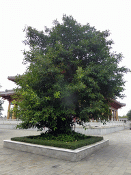 Tree at the Yongqing Temple