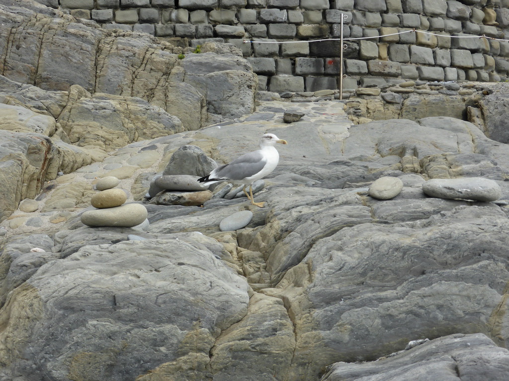 Seagall on a rock at the beach of Riomaggiore