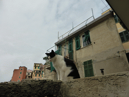 Cat at the harbour of Riomaggiore