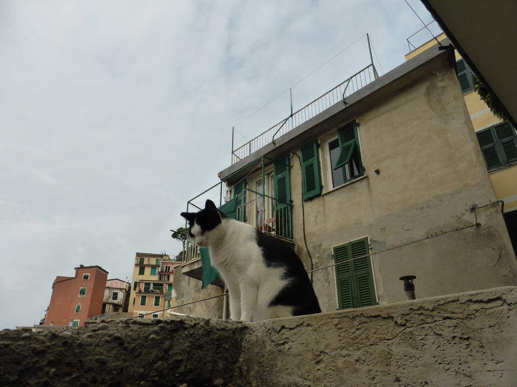Cat at the harbour of Riomaggiore