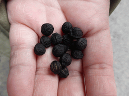 Berries in Miaomiao`s hand at Manarola