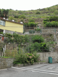 House and wine fields at the Via Discovolo street at Manarola