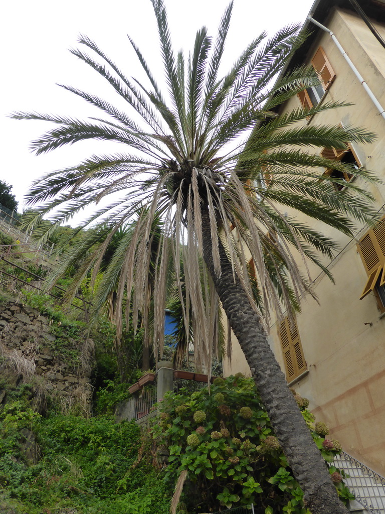 Palm tree at a house at the Via Discovolo street at Manarola