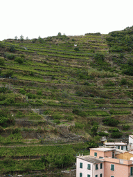 Hill with wine fields at Manarola, viewed from the Via Rolandi street