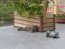 Cat at a house at the Via Rolandi street at Manarola