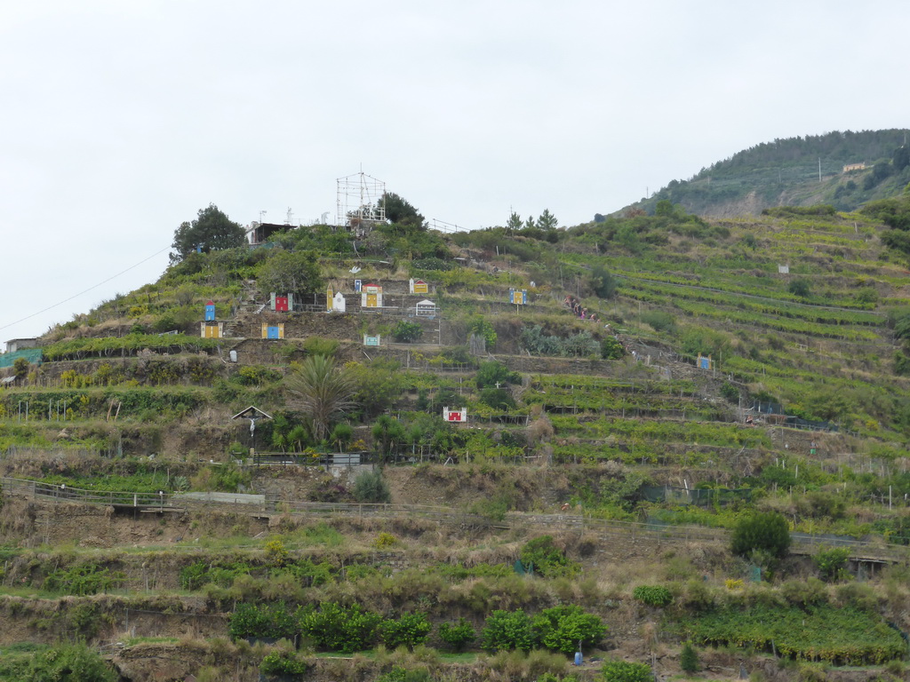 Hill with wine fields and decorations at Manarola, viewed from the Via Rolandi street