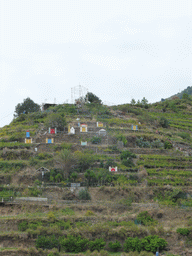 Hill with wine fields and decorations at Manarola, viewed from the Via Rolandi street