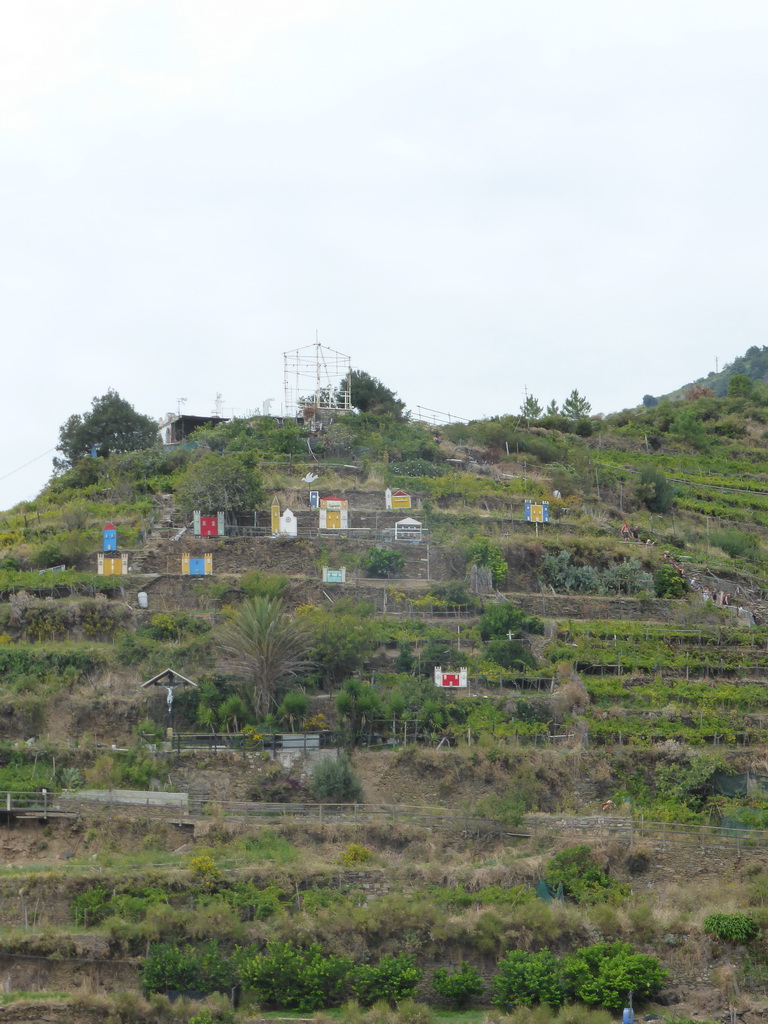 Hill with wine fields and decorations at Manarola, viewed from the Via Rolandi street