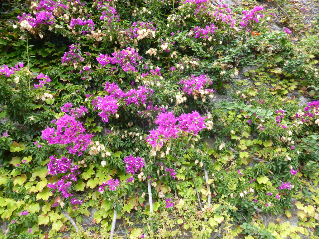 Plants on a wall at the Punta Bonfiglio hill