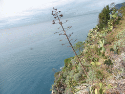 Plants at the Santa Maria Belvedere viewing point at Corniglia