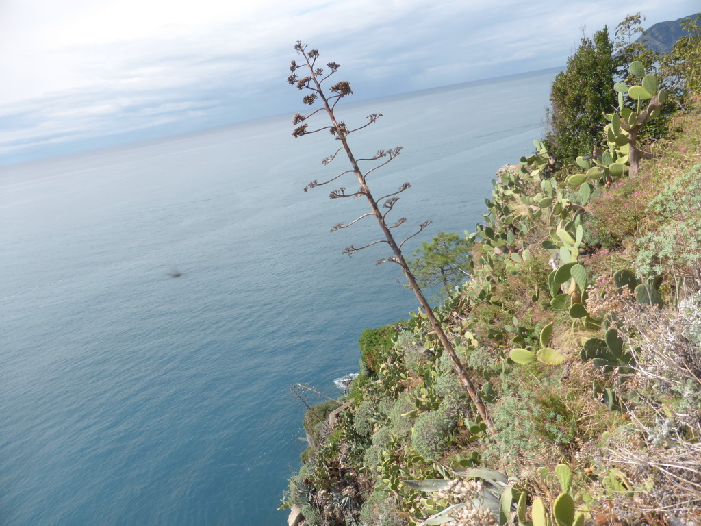 Plants at the Santa Maria Belvedere viewing point at Corniglia