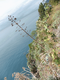 Plants at the Santa Maria Belvedere viewing point at Corniglia