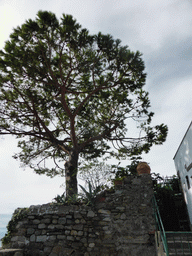 Tree at the square behind the Oratory of San Caterina at Corniglia