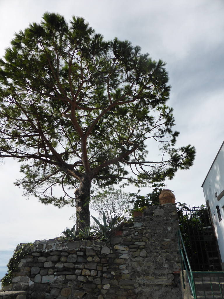 Tree at the square behind the Oratory of San Caterina at Corniglia