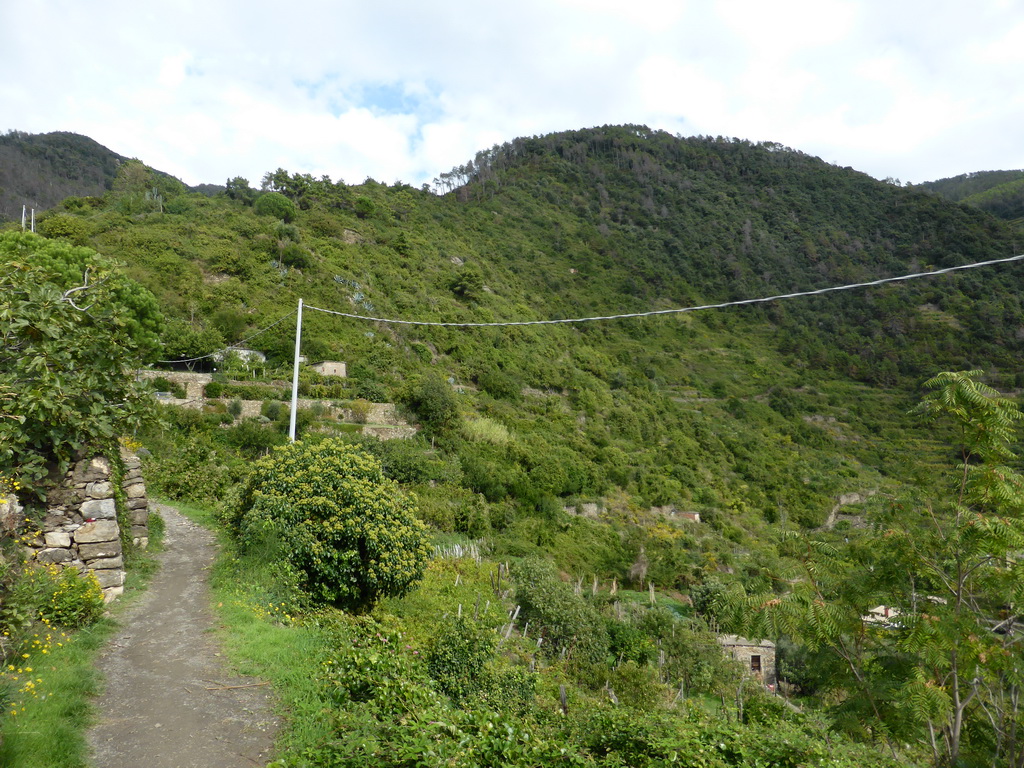 Wine fields at the east side of Corniglia, viewed from the path from Corniglia to Manarola