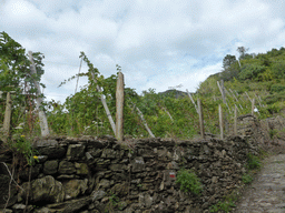 The path from Corniglia to Manarola