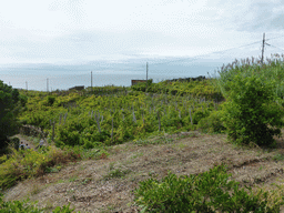 Wine fields at the east side of Corniglia, viewed from the path from Corniglia to Manarola