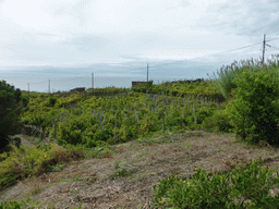 Wine fields at the east side of Corniglia, viewed from the path from Corniglia to Manarola