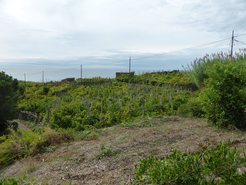 Wine fields at the east side of Corniglia, viewed from the path from Corniglia to Manarola