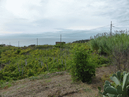 Wine fields at the east side of Corniglia, viewed from the path from Corniglia to Manarola