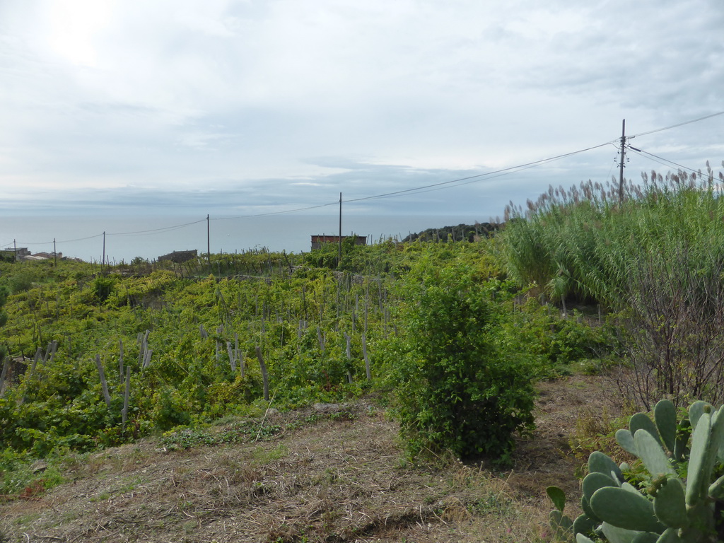 Wine fields at the east side of Corniglia, viewed from the path from Corniglia to Manarola