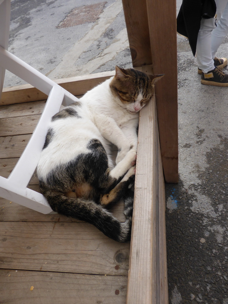 Cat under a table at the Via Roma street at Vernazza