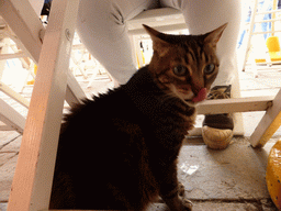 Cat under the table of our restaurant at the Piazza Marconi square at Vernazza