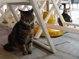 Cats under the table of our restaurant at the Piazza Marconi square at Vernazza