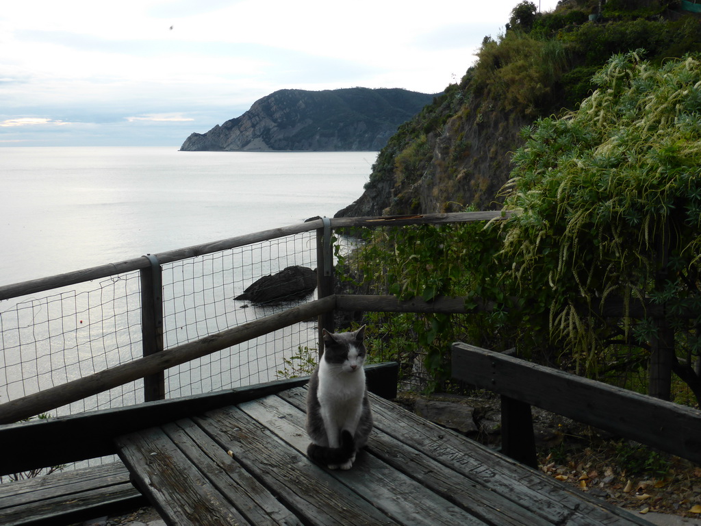 Cat at the ticket check house at the path from Vernazza to Monterosso al Mare