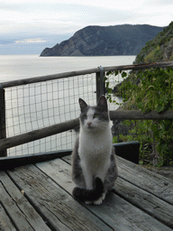 Cat at the ticket check house at the path from Vernazza to Monterosso al Mare