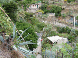 Houses and plants at the path from Vernazza to Monterosso al Mare