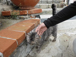 Miaomiao with a cat near the Torre Aurora tower at Monterosso al Mare