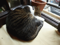 Cat at the Pizzeria da Ely restaurant at Monterosso al Mare